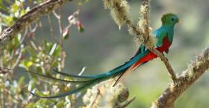 Costa Rican Resplendent Quetzal